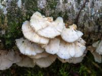 Gruppe weißer Lamellenpilze auf morschem Birkenast